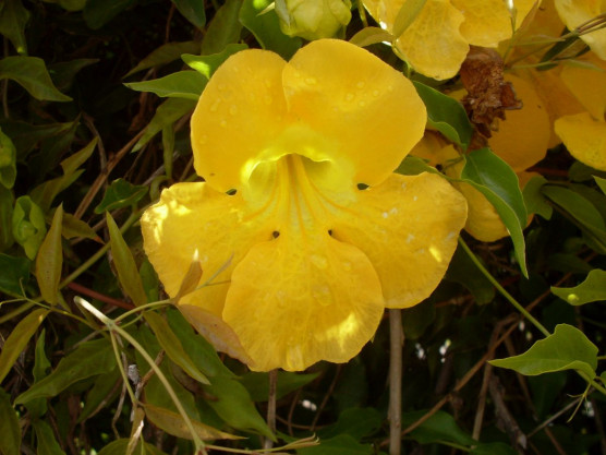 Korai lefekvés, immunerősítés, macskakarom