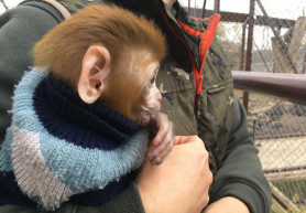 Kis makákót néztünk Gyöngyösön - Rózát a gondozója neveli