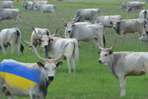 Vegye meg ezt a ruhát, kövérít! – Selmeci János jegyzete