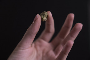 Sárosi Péter: Hiányzik a fogyasztóvédelem a kannabisz esetében