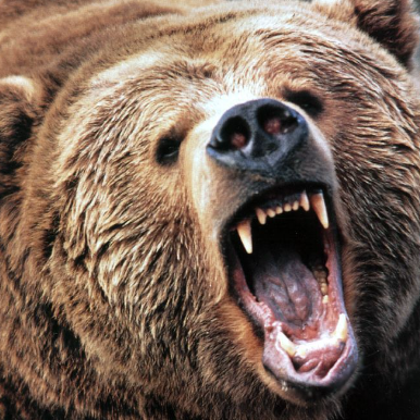 Súlyos medvetámadás történt Szlovákiában, helikopterrel mentettek ki két sérültet a rengetegből 