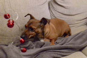 Mici szerint a karácsony