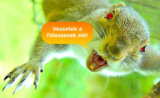 Vessetek a mókusok elé! - Selmeci János jegyzete