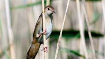 MME: Kárt okoz a kormány a kotrásokkal