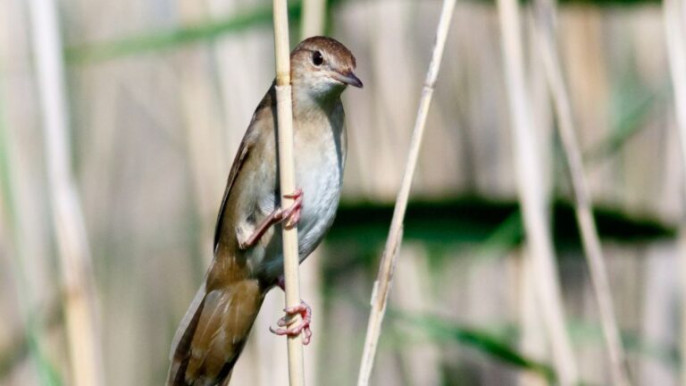 MME: Kárt okoz a kormány a kotrásokkal