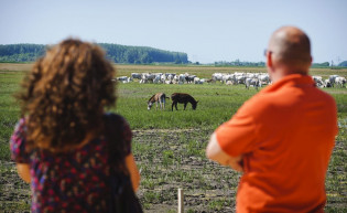 Élőhelyek helyreállítása: a bogarakra is figyelni kell