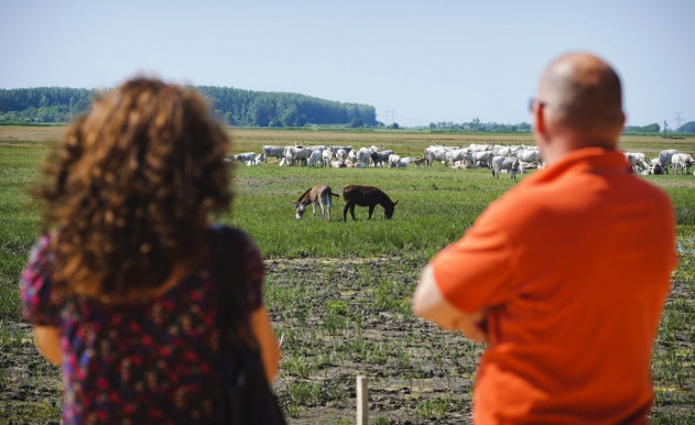 Élőhelyek helyreállítása: a bogarakra is figyelni kell