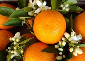 Mit is akart a Fidesz-generáció eredetileg?