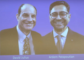 Nem Karikó kapta a Nobel-díjat