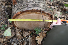 Fakivágások a Normafán: az önkormányzat nem tárgyal a civil szervezettel