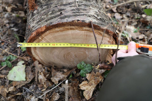 Fakivágások a Normafán: az önkormányzat nem tárgyal a civil szervezettel