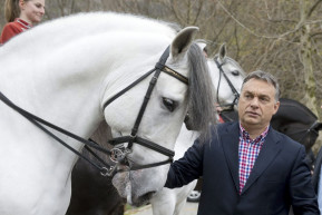 Állatorvosi ló – Dési János jegyzete