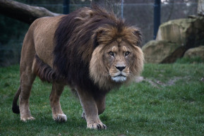 Felfalta az oroszlán az ókerti állatkert tulajdonosát 