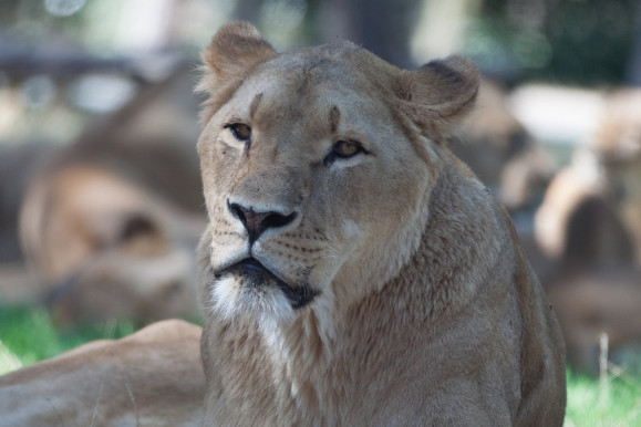 Szökött oroszlán kódorog Berlin-külsőn, egy vaddisznót állítólag már szétszedett