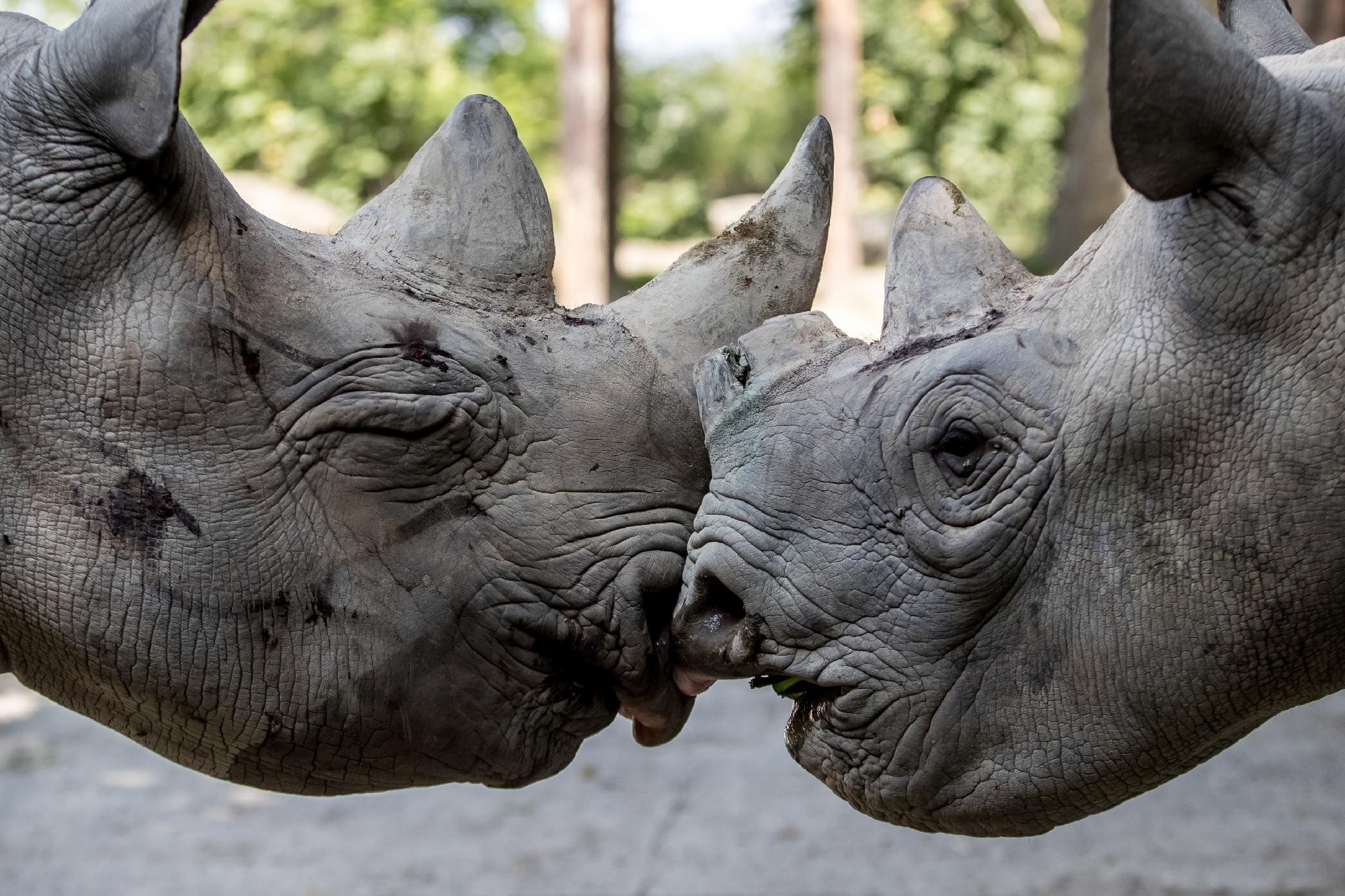 Fogságban született rinocéroszokat telepítenek Afrikába
