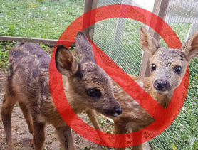 Megsimogatta a turista, és ezzel majdnem megölte