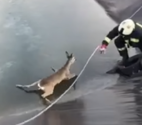 Videón, ahogy a tűzoltók kihúznak a jégről egy őzet