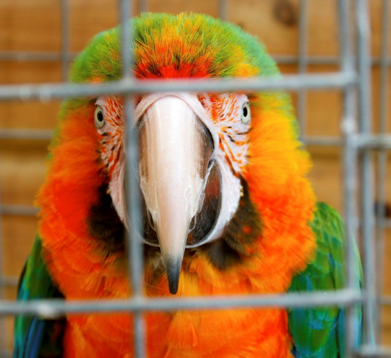 Néha trágárkodó papagájnak érzi magát az írónő