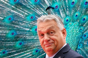 Ornitológiai jelentés – Józsa Márta jegyzete