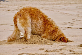 A komplex és a nyers 