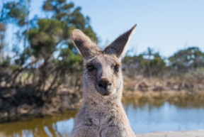A kenguruktól tanulva
