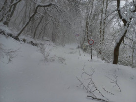 Veszélyhelyzet van a Pilisi Parkerdőben, ne menjenek oda túrázni!