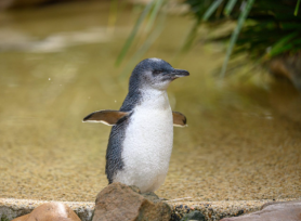 Trump két olyan szigetet is  rommá vámolt, ahol csak pingvinek laknak