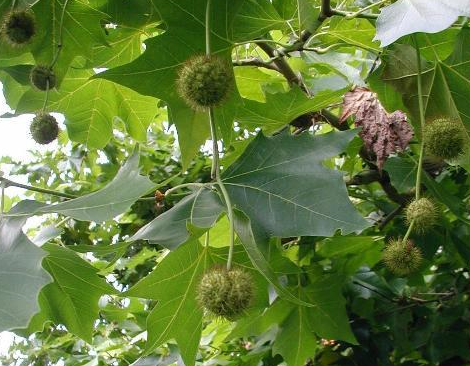 Úgy tűnik, valaki megmérgezett egy száz éves platánt Keszthelyen – ki kellett vágni a fát