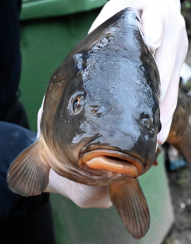 Áldott karácsony: napi 60 ezret is meg lehet most keresni halpucolással