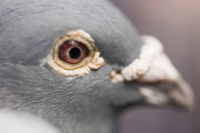 Keresd a jelet a legfinomabb húsgalambért!