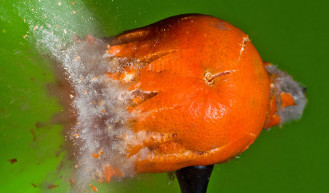 Nem viccelt a Fidesz Bombával – Lampé Ágnes jegyzete