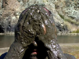 Vásárhelyi Mária: Deák Ferenc és a lakájsajtó