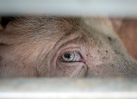 Miért együnk több húst? Vagy inkább miért ne …