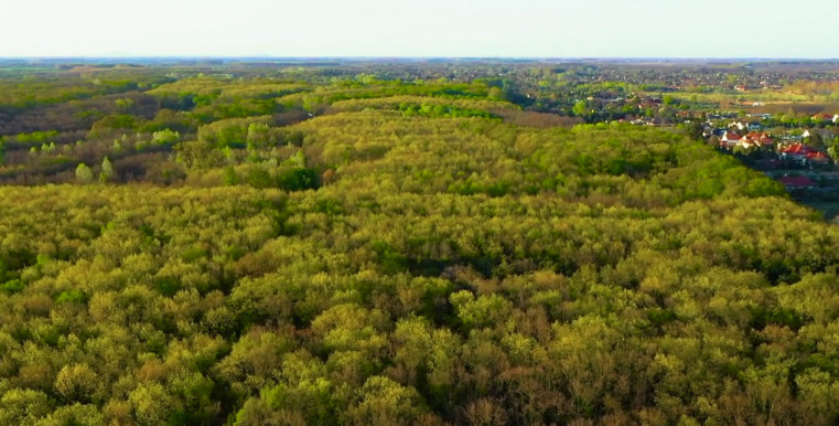 Lebetonozták Nyíregyháza zöld ligetének a közepét