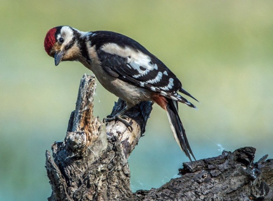 Harkályok: az okos természetvédők