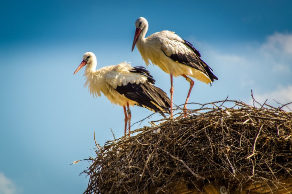 Gólyák – Józsa Márta jegyzete