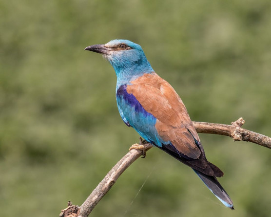 Jó éve volt a csinos, feltűnő madárnak