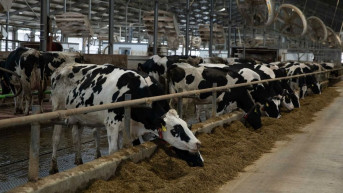 Raskó: Szinte lehetetlen megfékezni a ragadós száj- és körömfájás terjedését