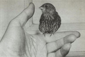 Meghalt Tandori Dezső