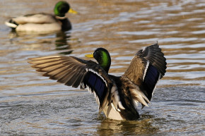 Darwin nem hitte, magyar kutatók bizonyították