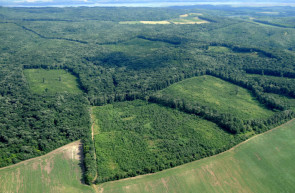 Pintér vejének vadásztársasága elzárta azt erdőt a nadapiak elől